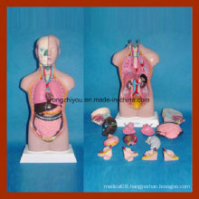 42cm Human Anatomy Sexless Torso Model (14 PCS)